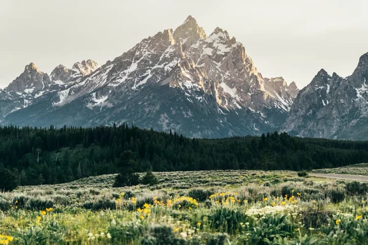 Grand Teton mountains and meadow