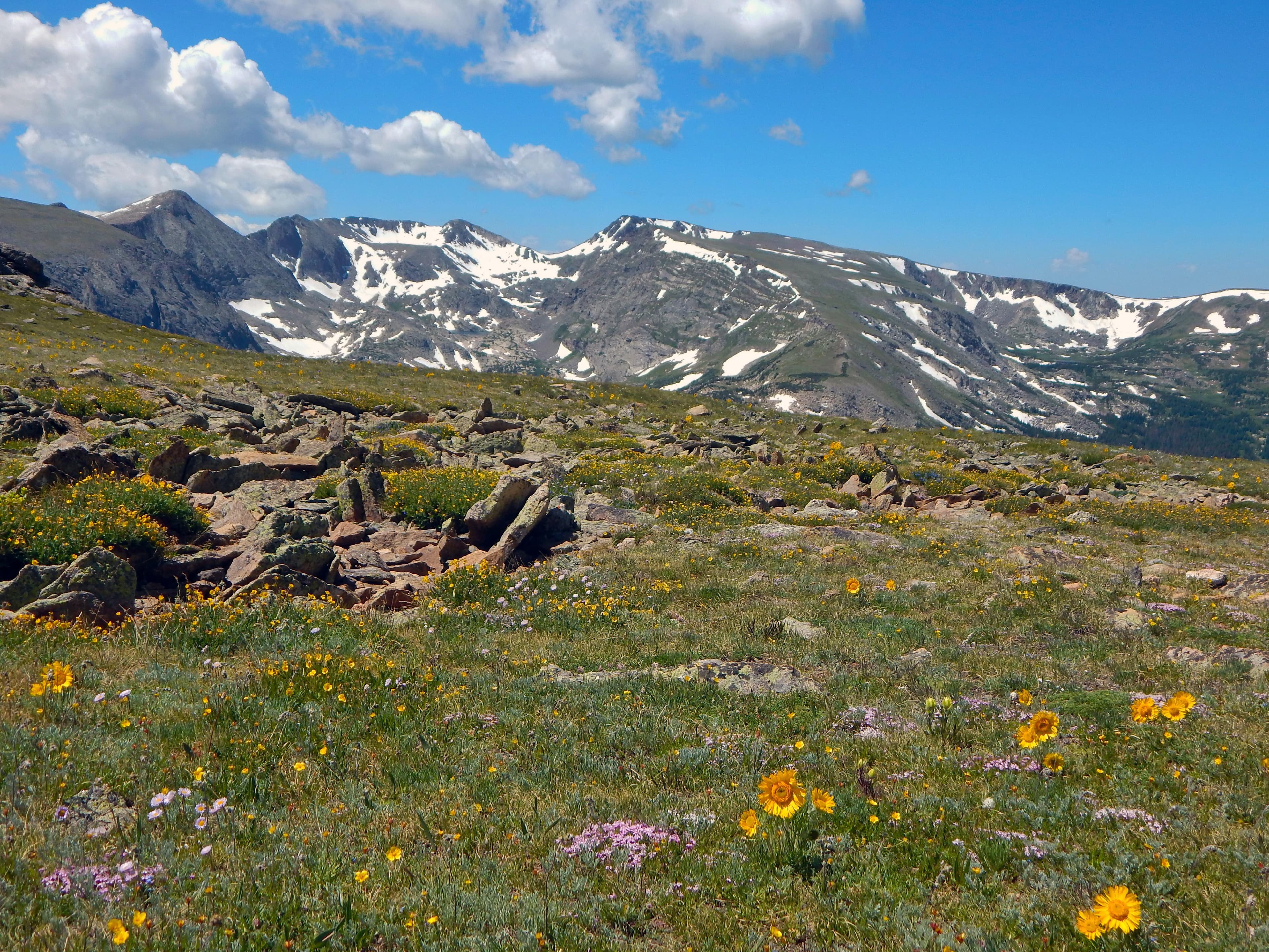 Alpine wildflowers are blooming